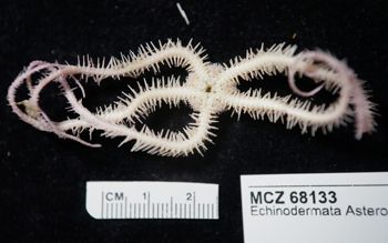 Media type: image; Invertebrate Zoology 68133